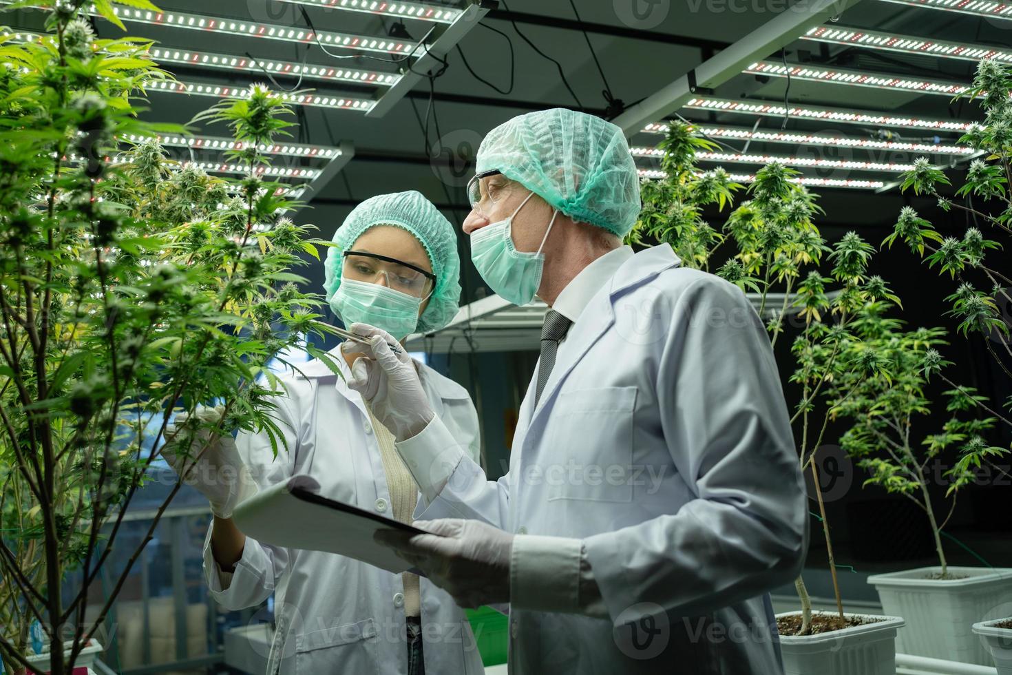 cannabis scientifiques sont enquêter le qualité de cannabis cannabis dans cultivation écoles. médical notions, cannabis, cbd photo