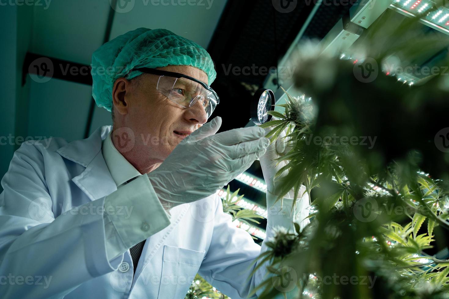 portrait de une professionnel scientifique et médical cannabis examen gants dans une serre. à base de plantes notions, cbd huile, chanvre photo