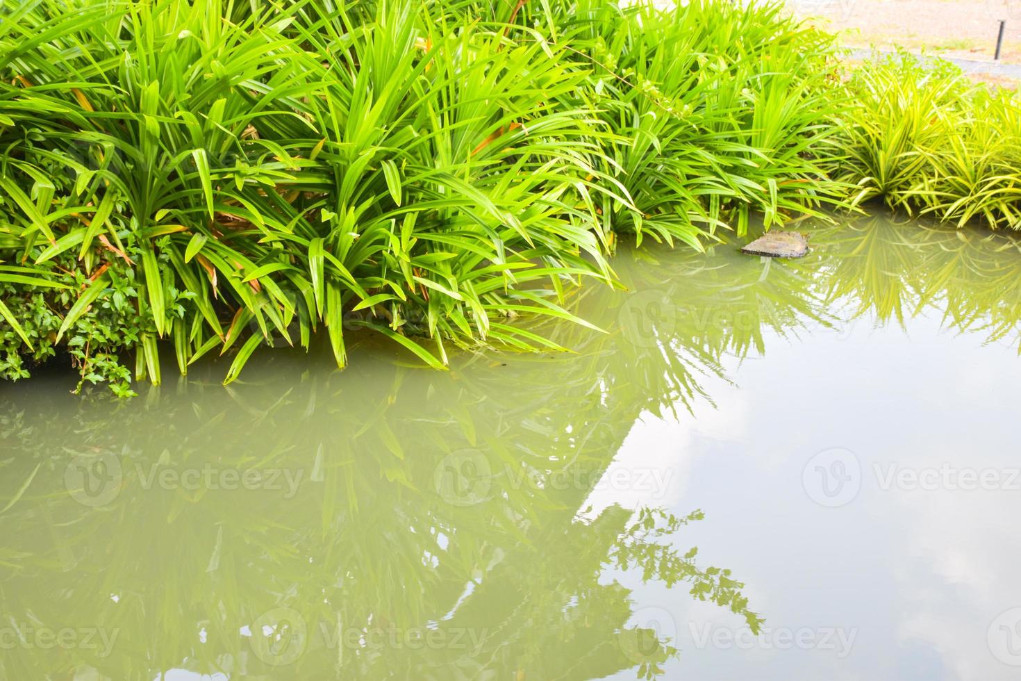 vert pandan feuilles par le l'eau dans le jardin photo