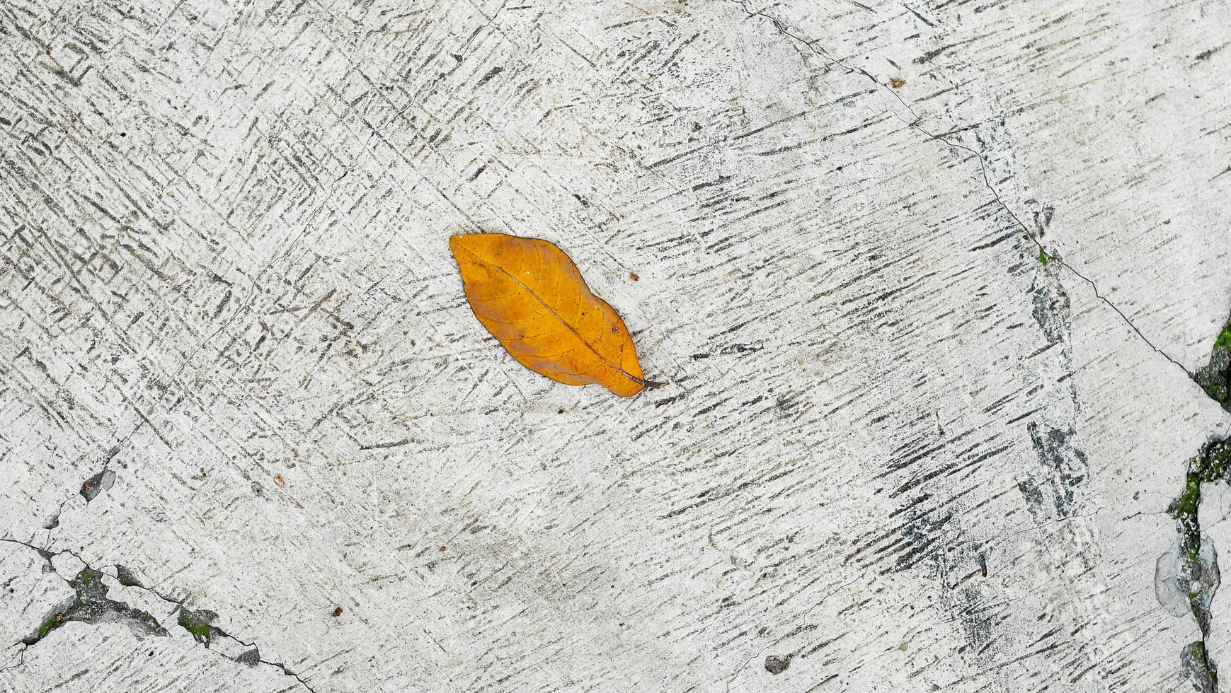 Contexte vieux grunge, jaune feuille dans le mur photo