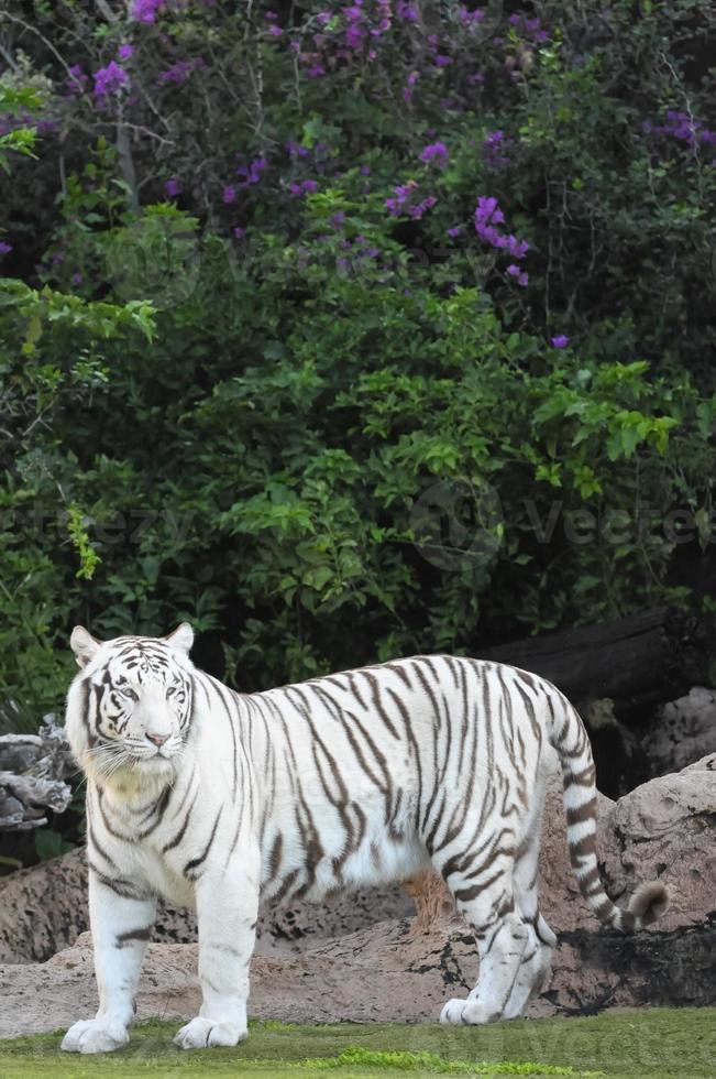 tigre blanc au zoo photo