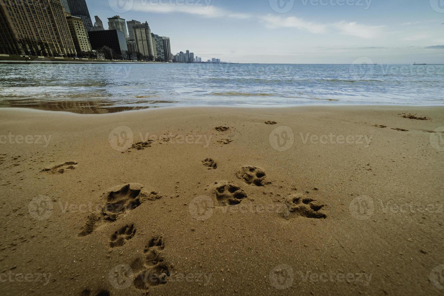 patte impressions dans le le sable sur une plage près Chicago. photo