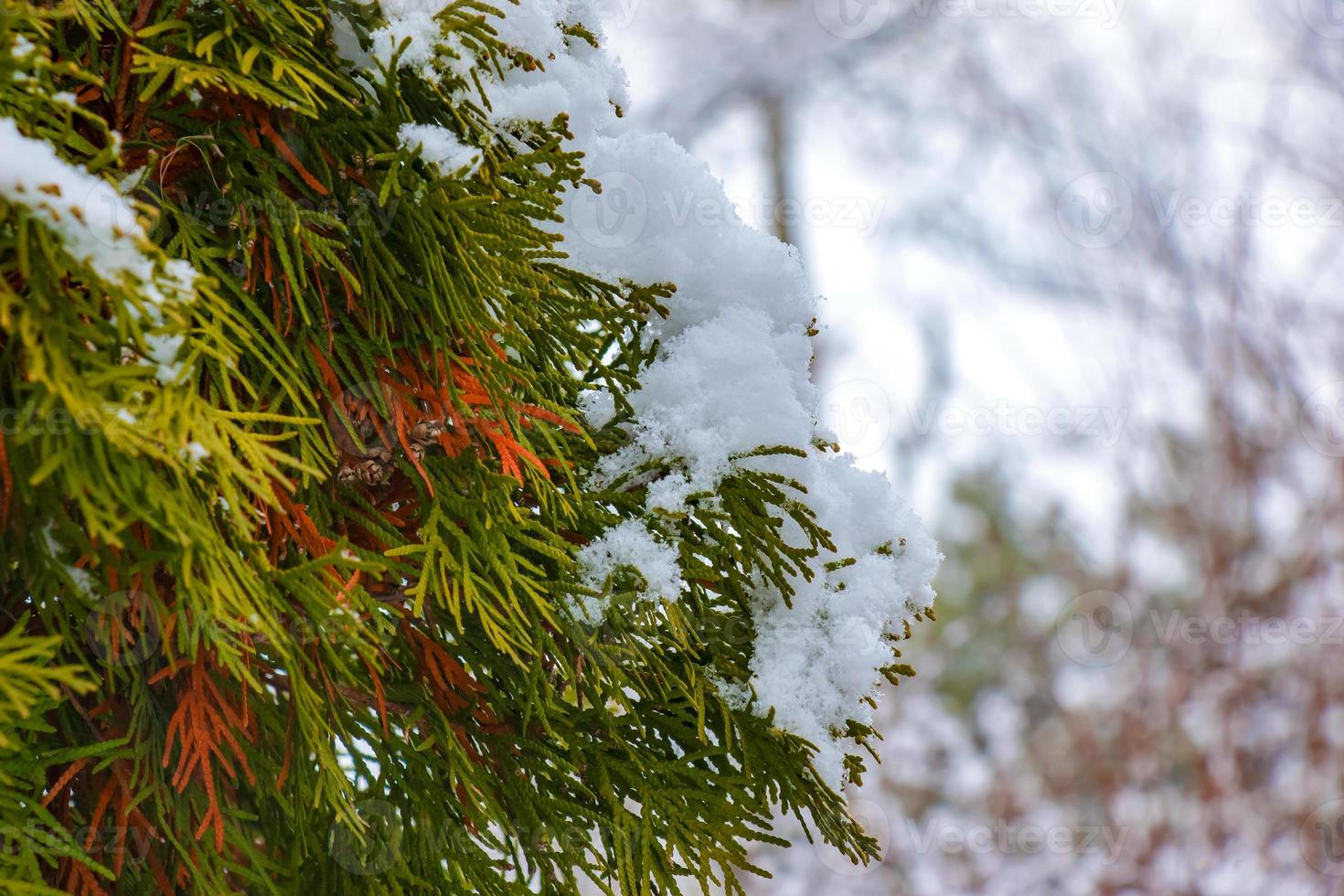 Frais neige sur le branches de thuya occidentalis smaragd. congelé aiguilles de un à feuilles persistantes conifère arbre thuya. photo