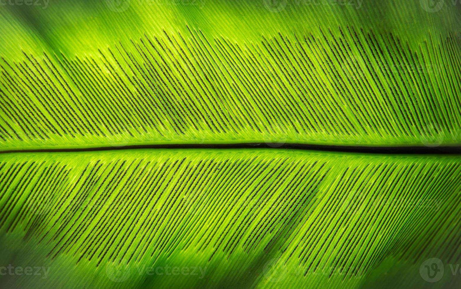 le spore de fougère feuille photo