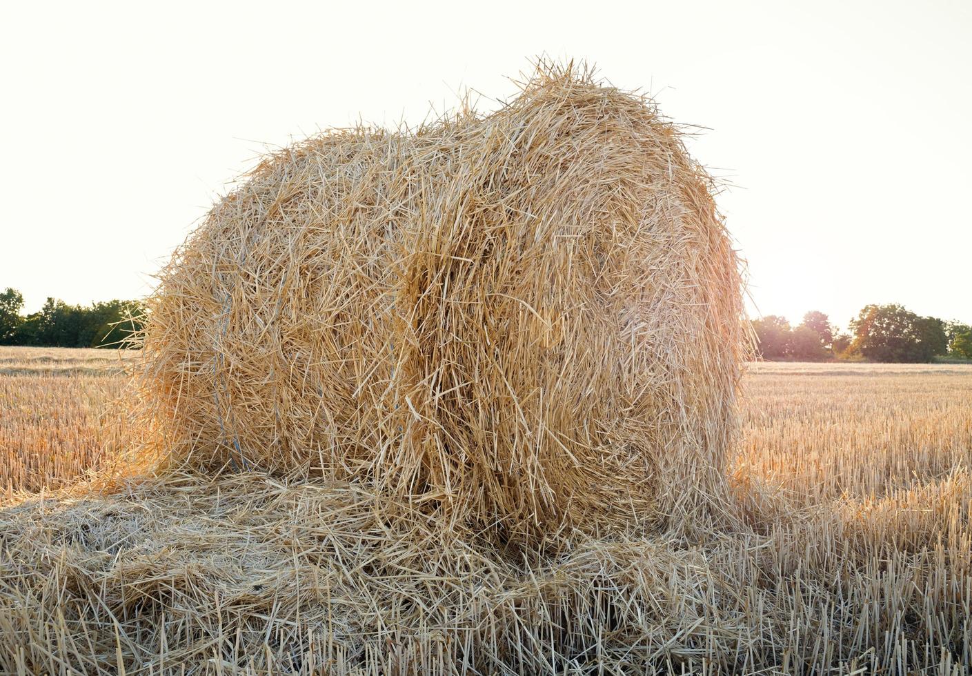 une balle de paille de blé sur un champ agricole photo