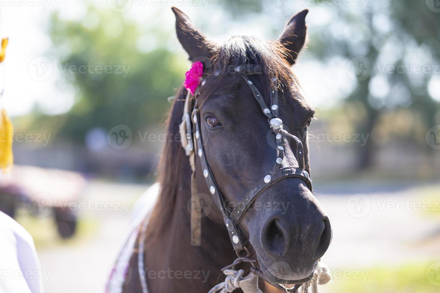 le museau de une village cheval décoré avec une fleur fermer. photo