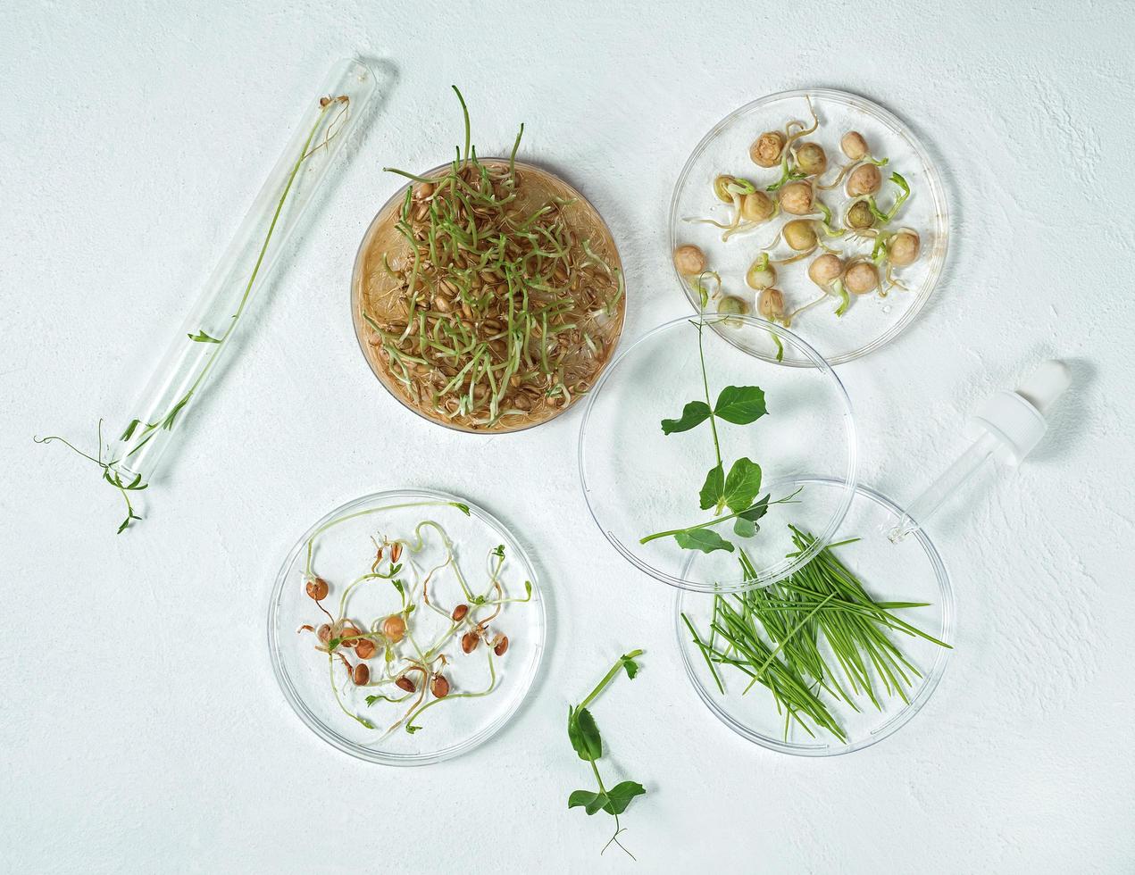 fond de soins cosmétiques de boîtes de Pétri et de tubes cosmétiques avec phytothérapie avec graines germées de pois, lentilles et grains de blé photo