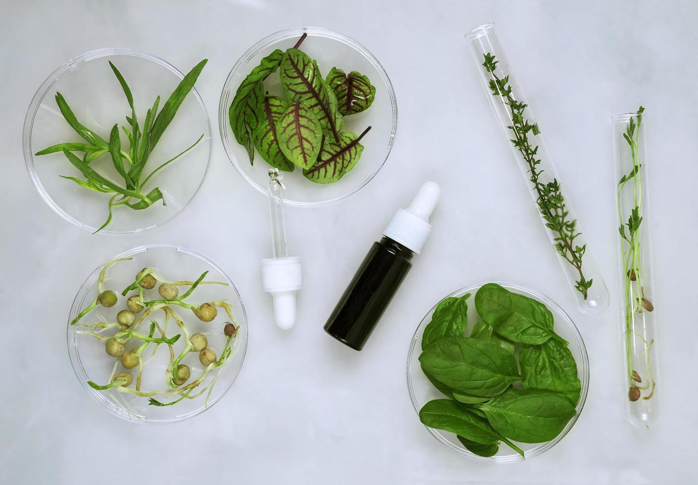 Fond de soins cosmétiques de boîtes de Pétri et de tubes cosmétiques de phytothérapie avec des feuilles vertes et des pétales photo