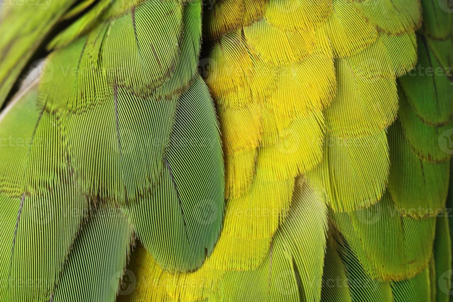 plumes d'oiseaux verts colorés photo