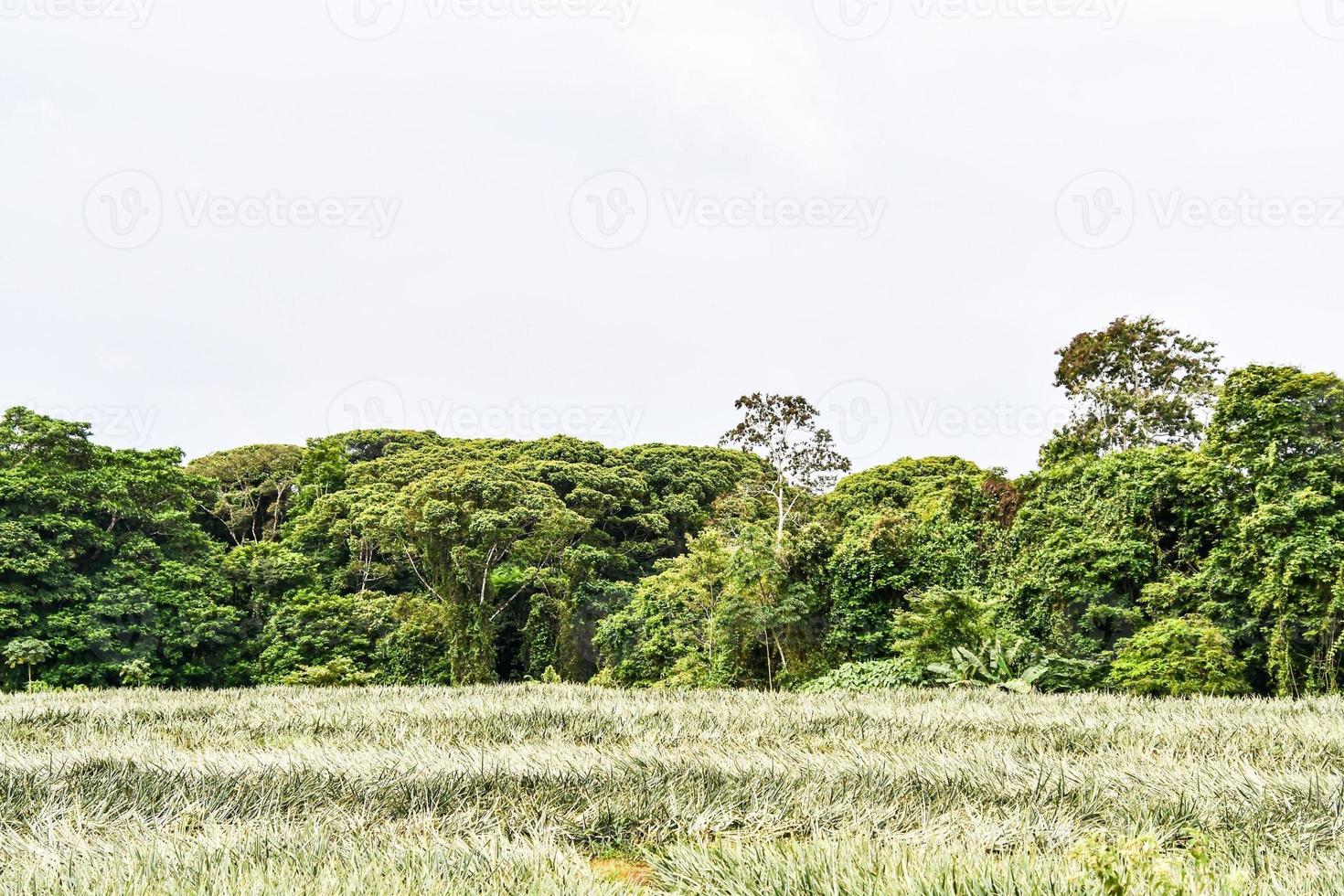 scénique rural paysage photo