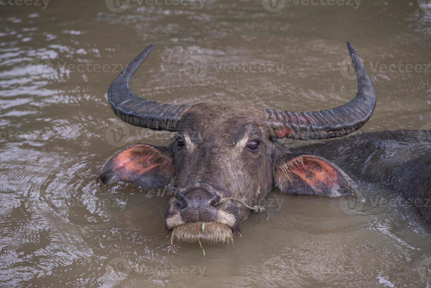 buffle est en jouant eau, Thaïlande photo