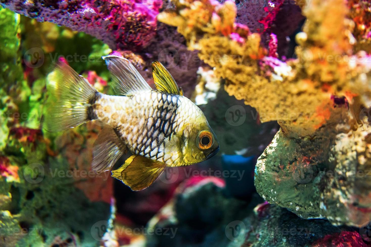 coloré poisson dans aquarium eau salée monde photo