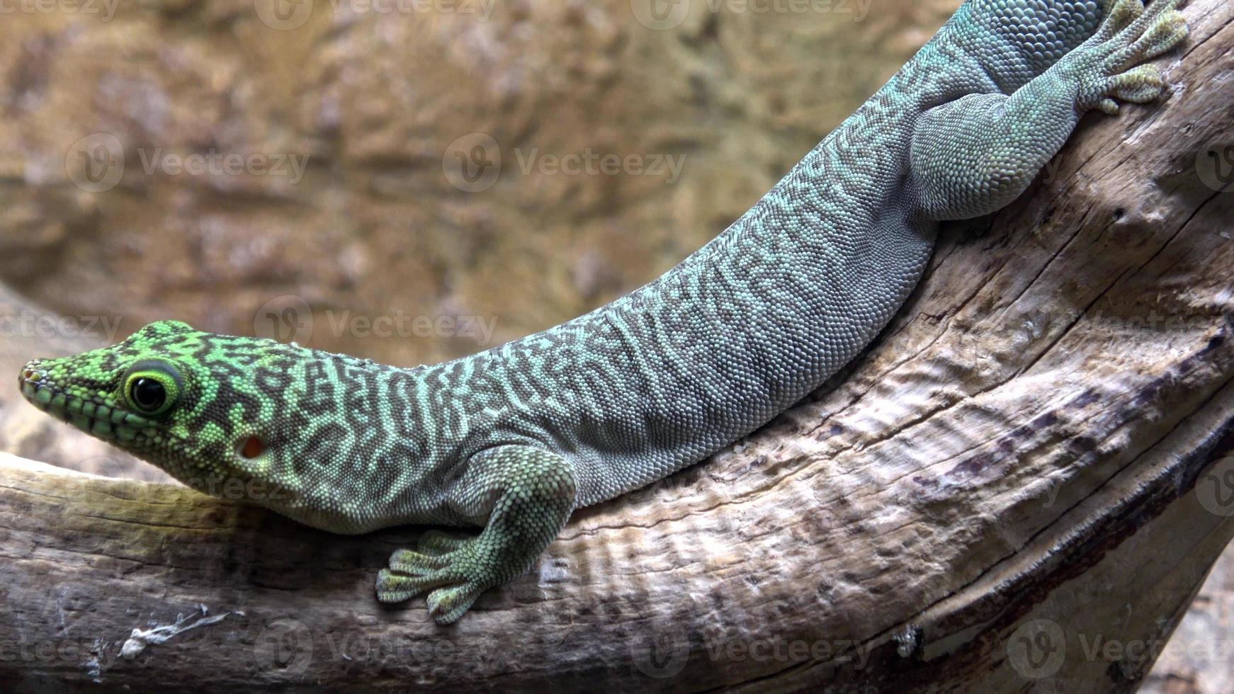 gecko diurne géant de madagascar phelsuma grandis photo