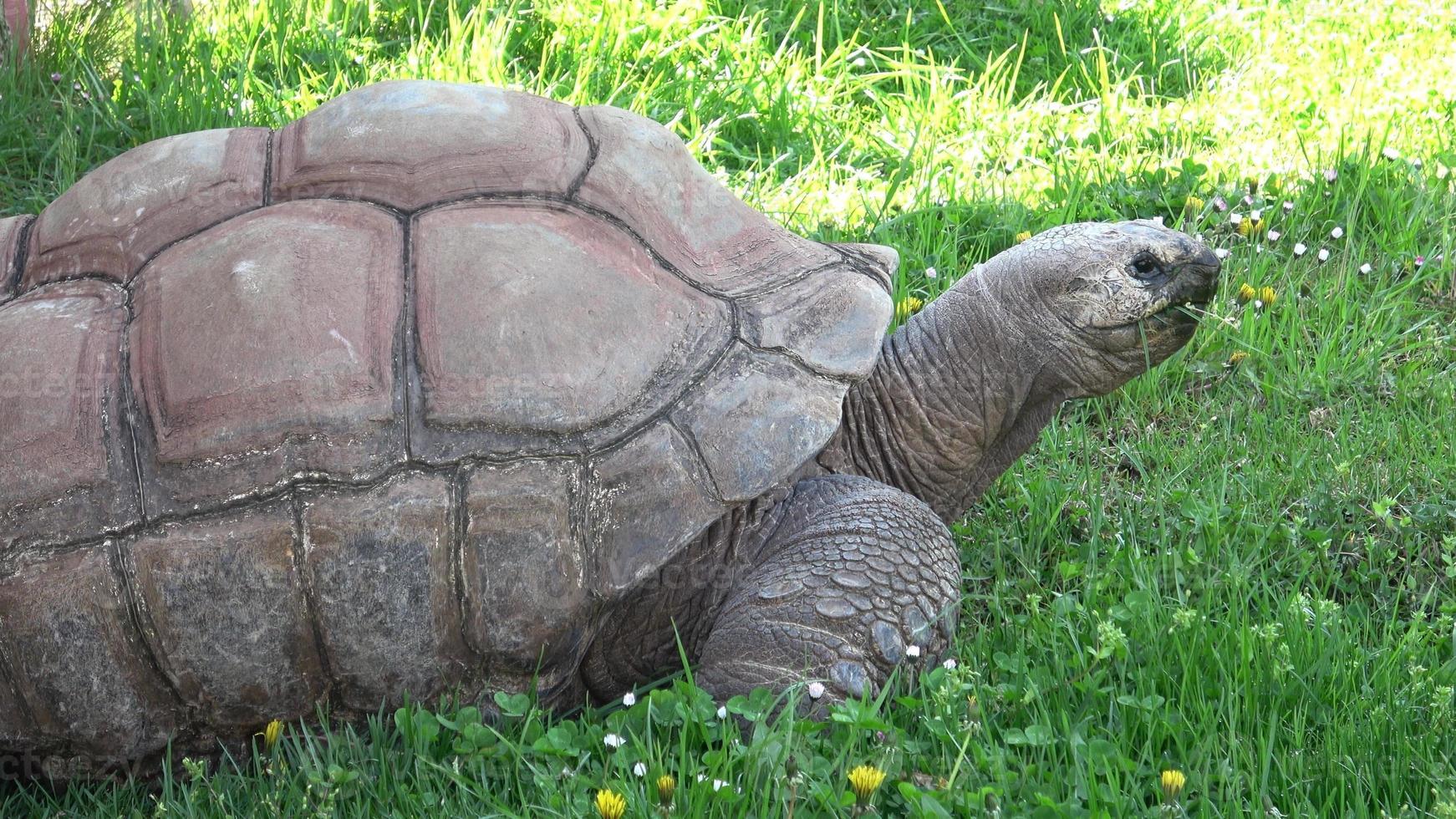 tortue géante d'aldabra aldabrachelys gigantea mange de l'herbe photo