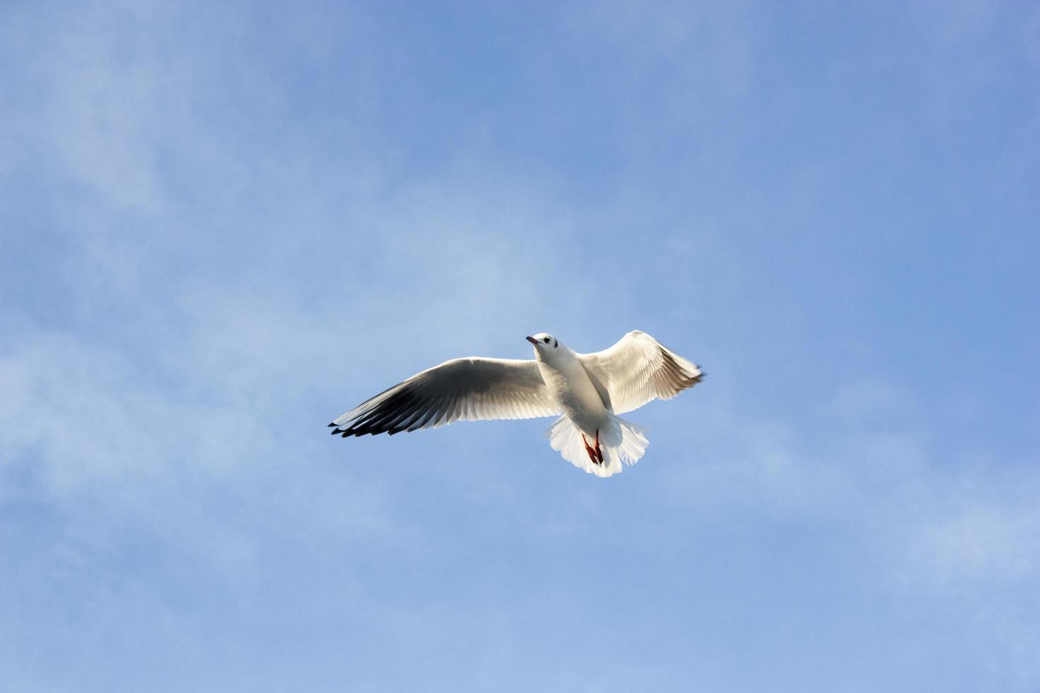 mouette en vol photo