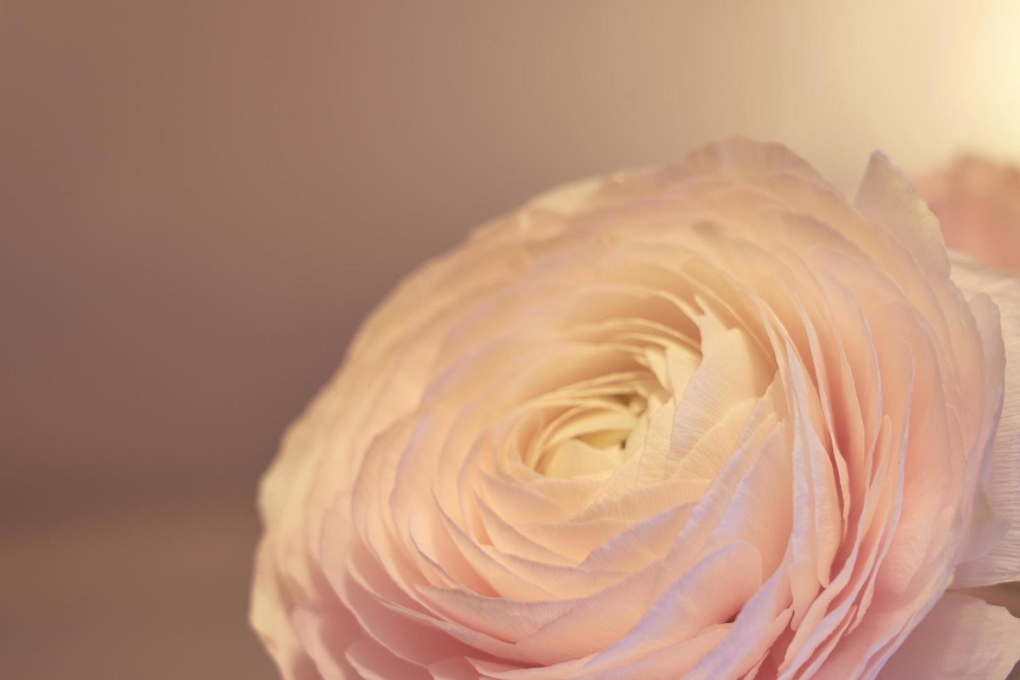 Une fleur de renoncule rose avec un arrière-plan flou photo