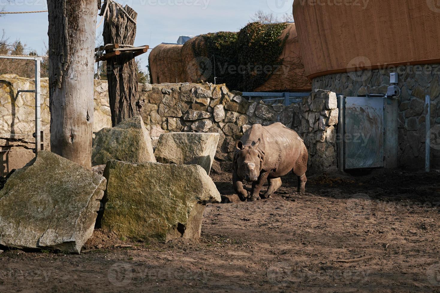 Indien rhinocéros dans zoo photo
