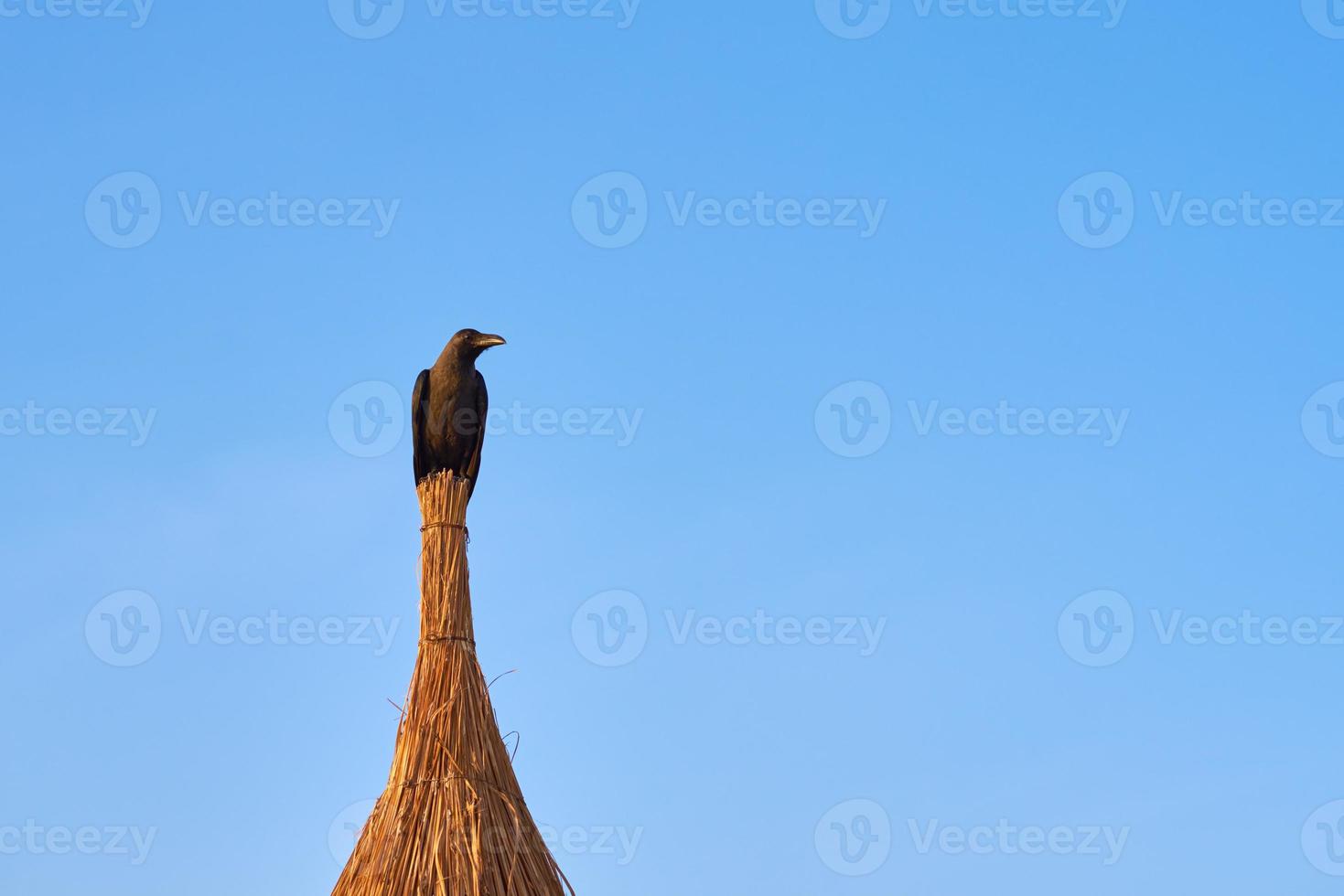 corbeau asseoir sur toit contre bleu ciel photo