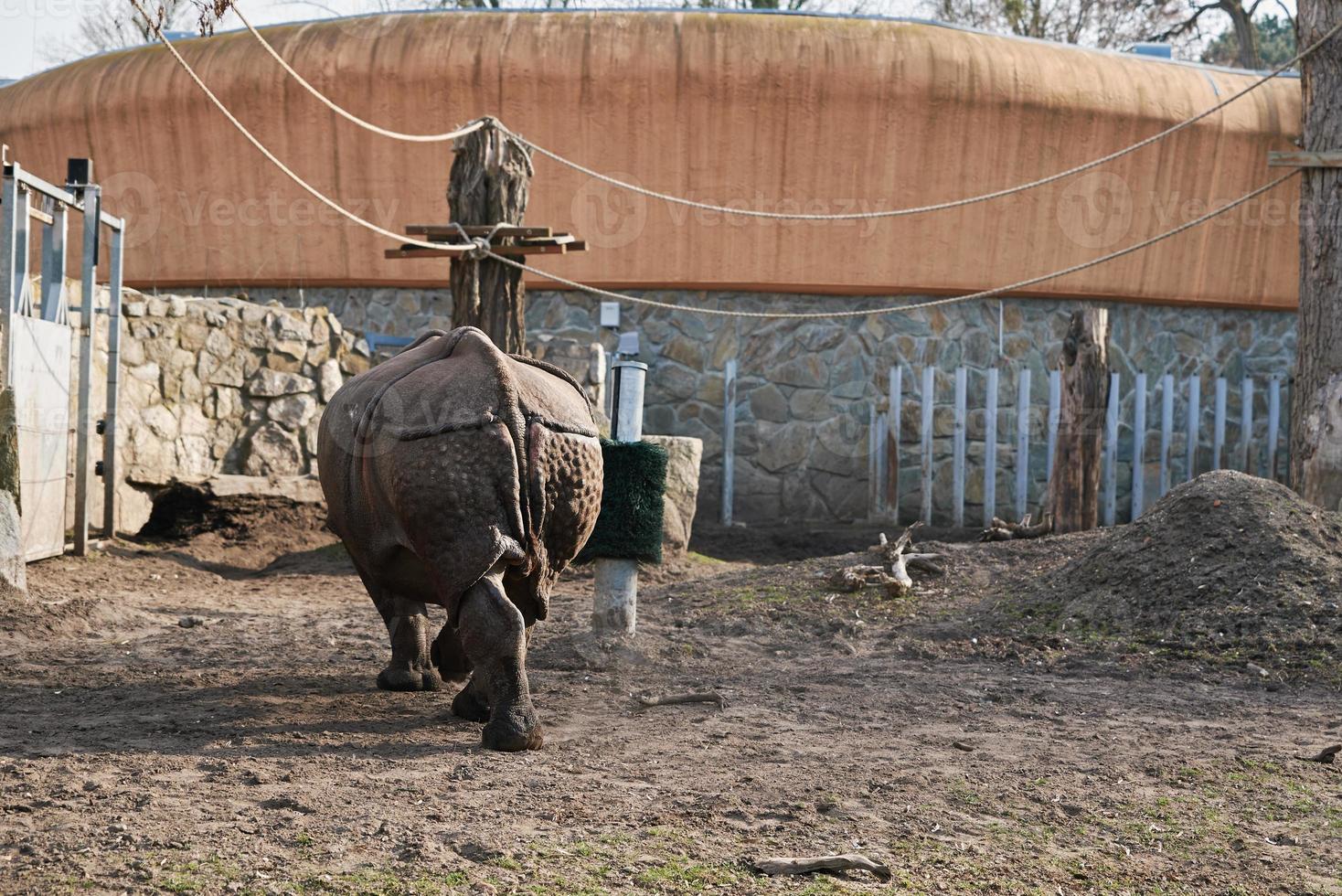 Indien rhinocéros dans zoo photo