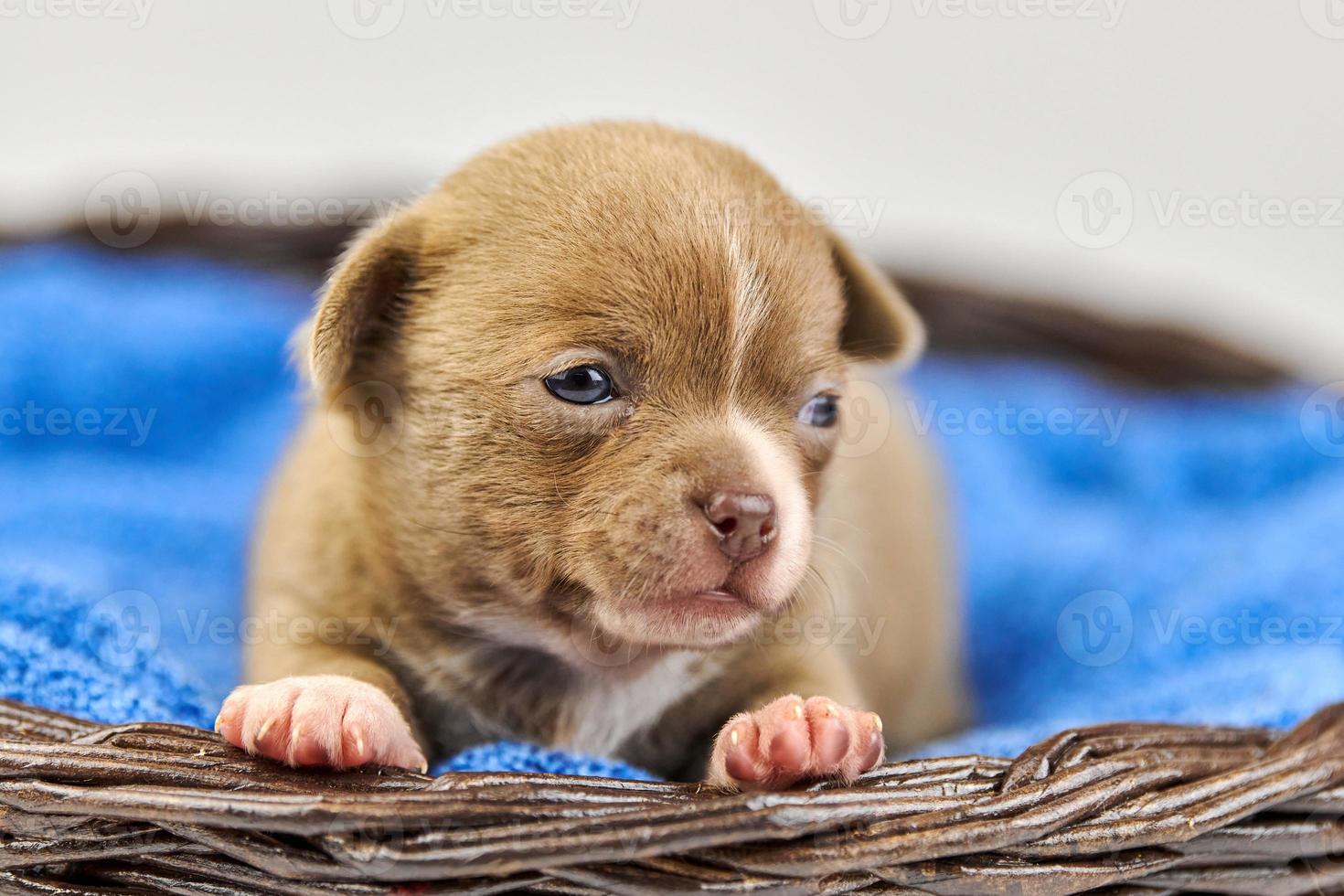 chiot chihuahua dans le panier. photo