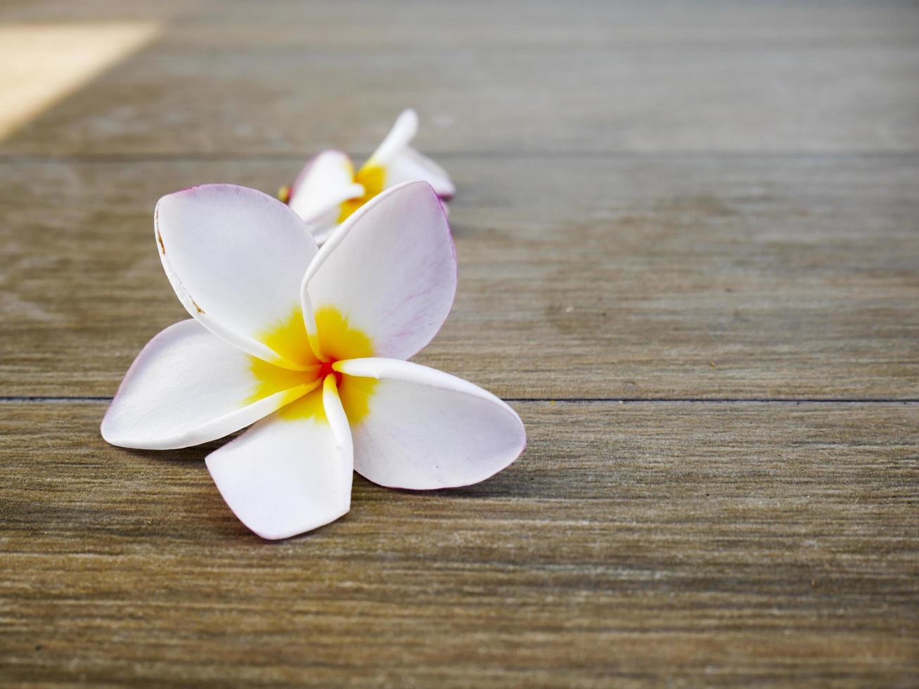 Fleurs de frangipanier sur plancher de bois photo