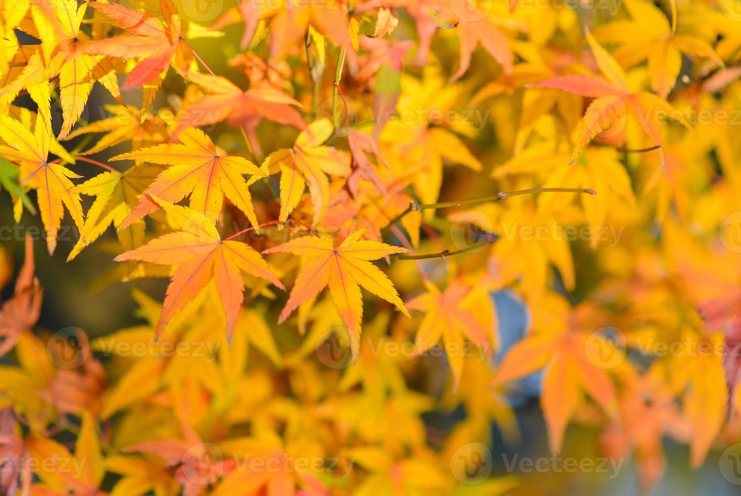 feuilles d'érable jaune photo