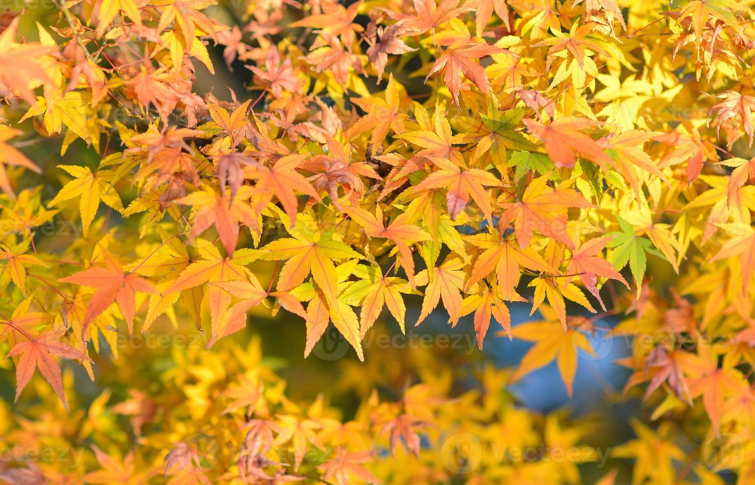 feuilles d'érable jaune photo