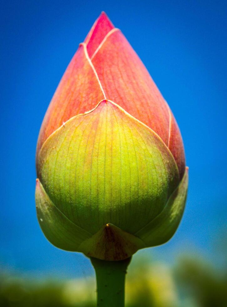 bouton de fleur de lotus photo