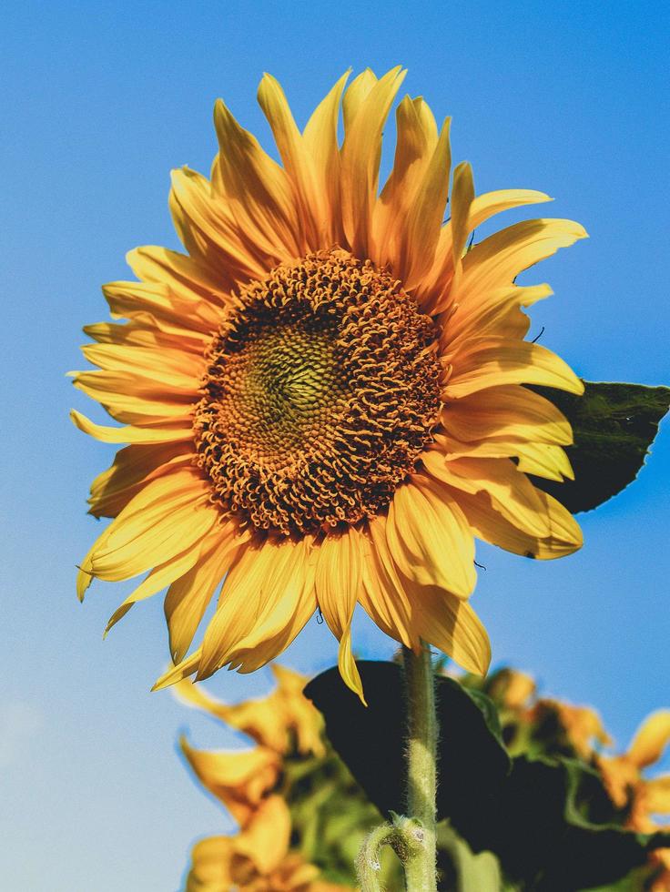 tournesol dans un champ photo