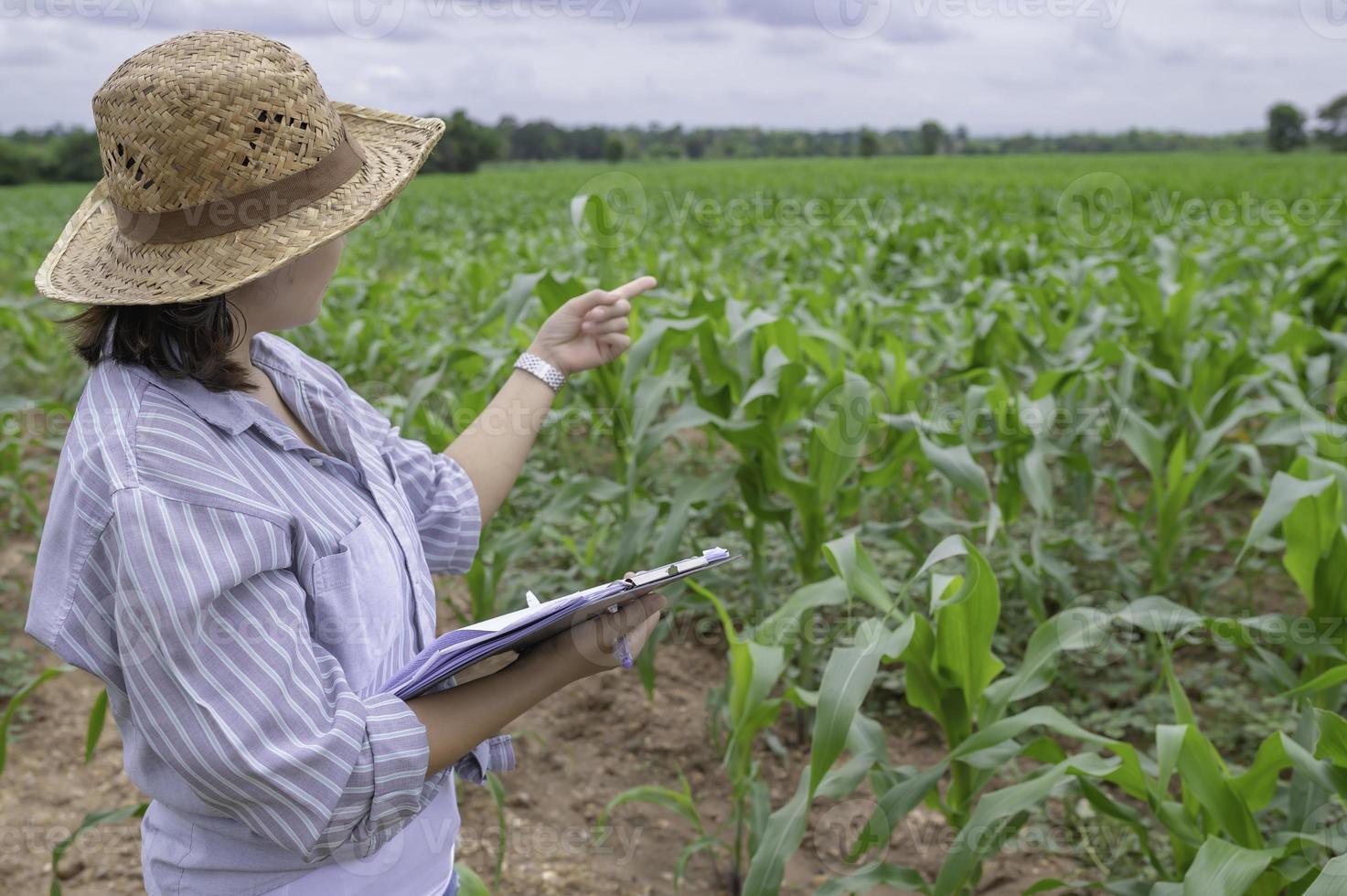 femelle agriculteur travail à blé ferme, collecte Les données sur le croissance de blé les plantes photo