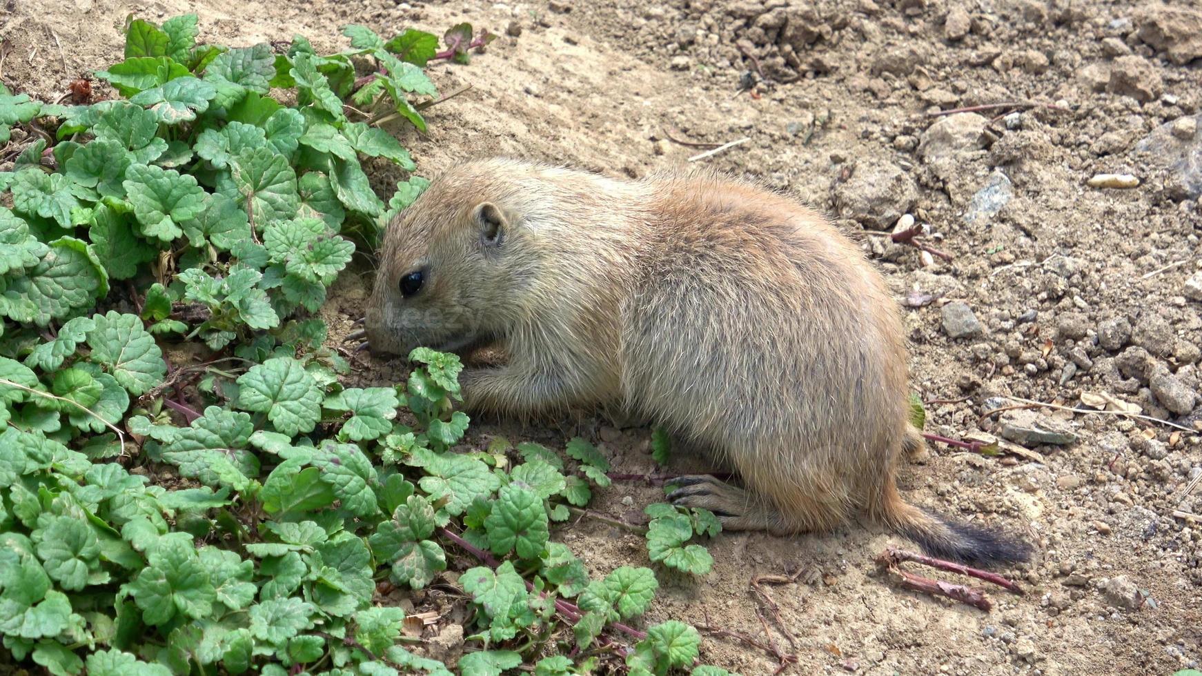 chien de prairie cynomys ludovicianus photo