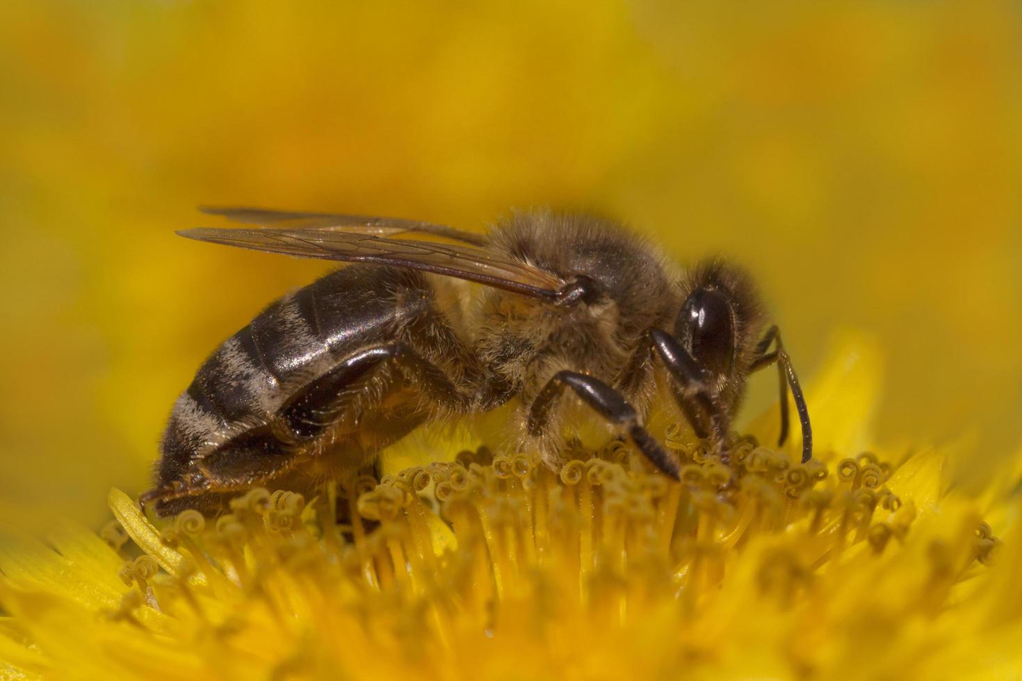 proche en haut de abeille rassemblement pollen sur Jaune pissenlit fleur photo