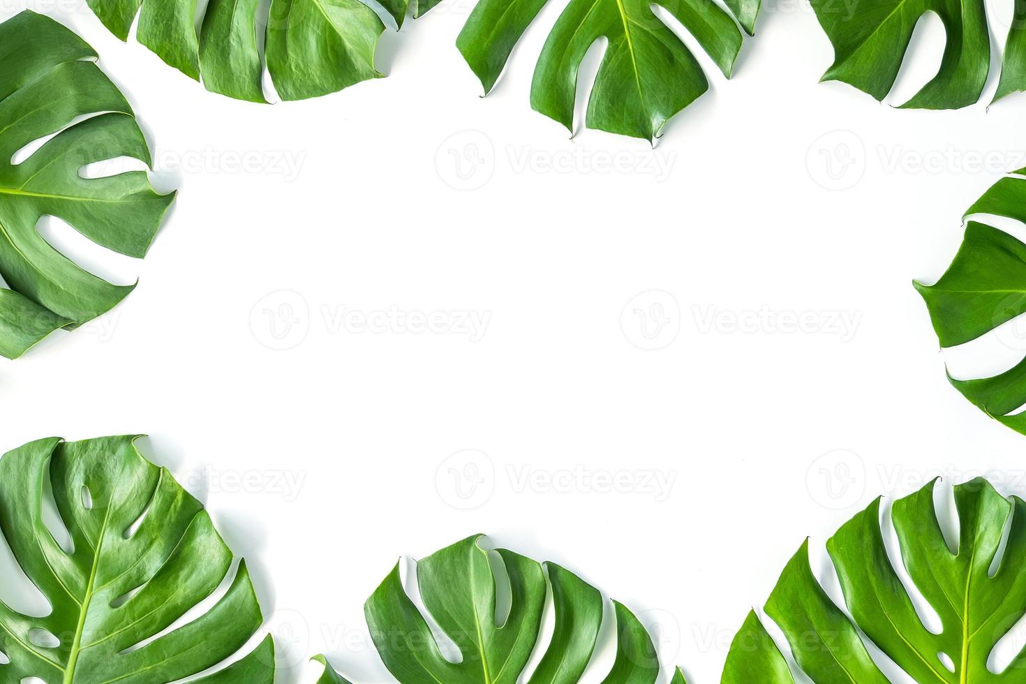 feuilles de monstera sur fond blanc photo