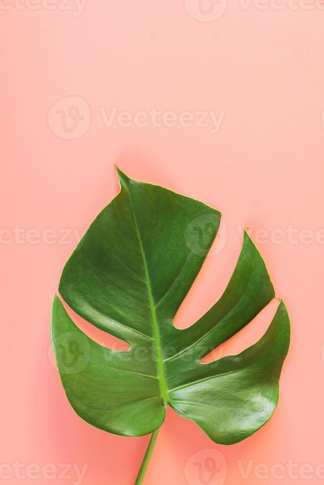 feuille de monstera sur fond rose photo