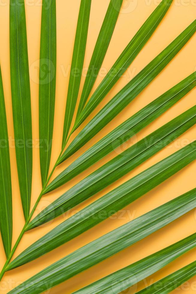 feuille de palmier isolé sur fond orange photo