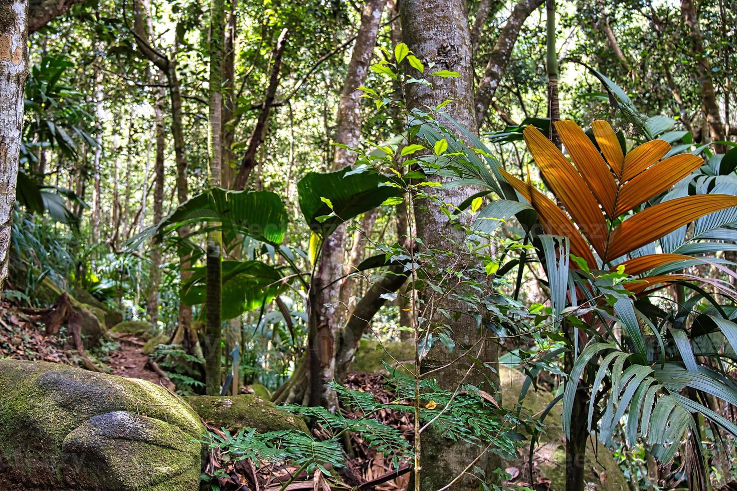 copolia piste, latanier hauban, roscheria mélanochètes mahe les Seychelles photo
