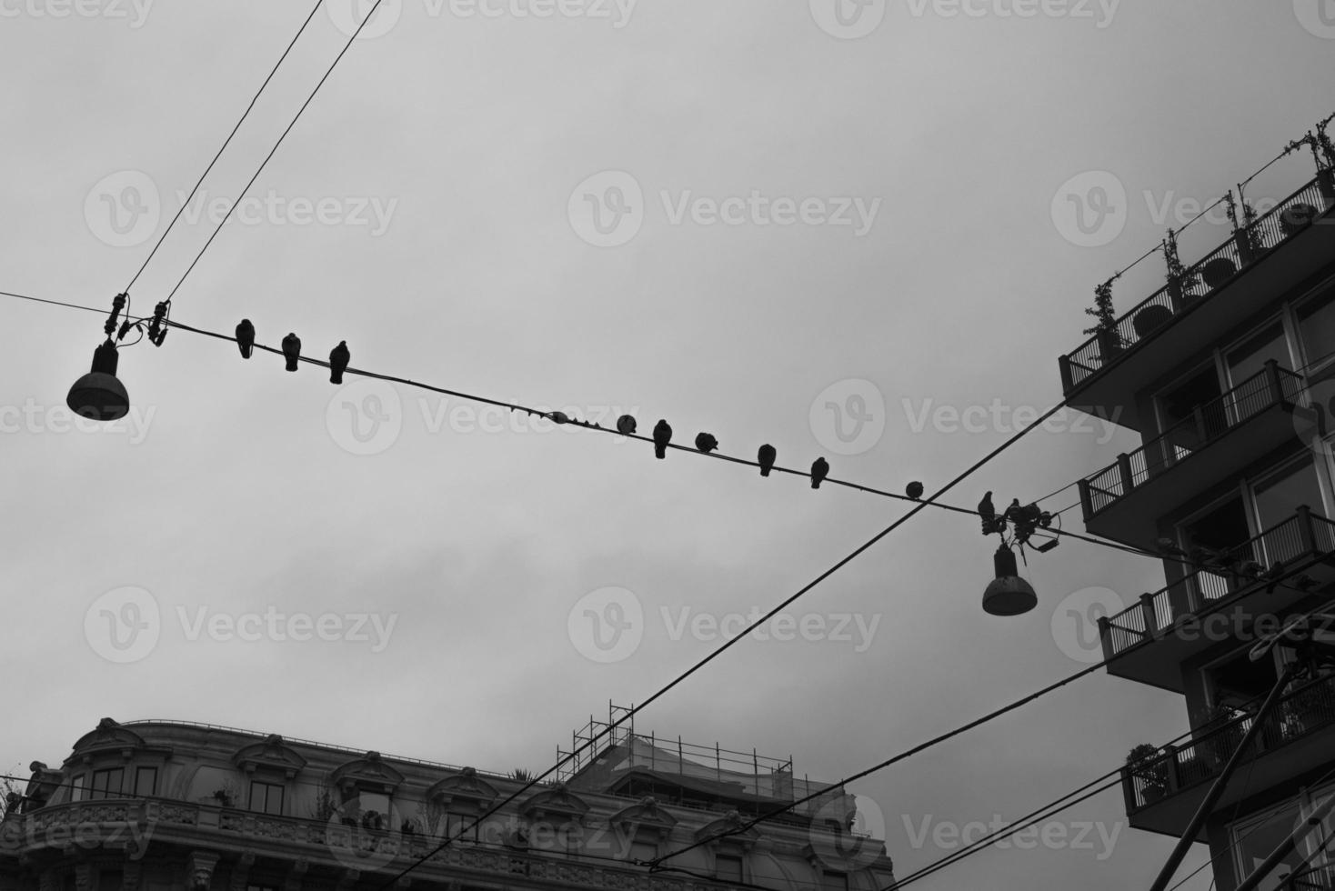 2022 12 28 milano ville pigeons photo