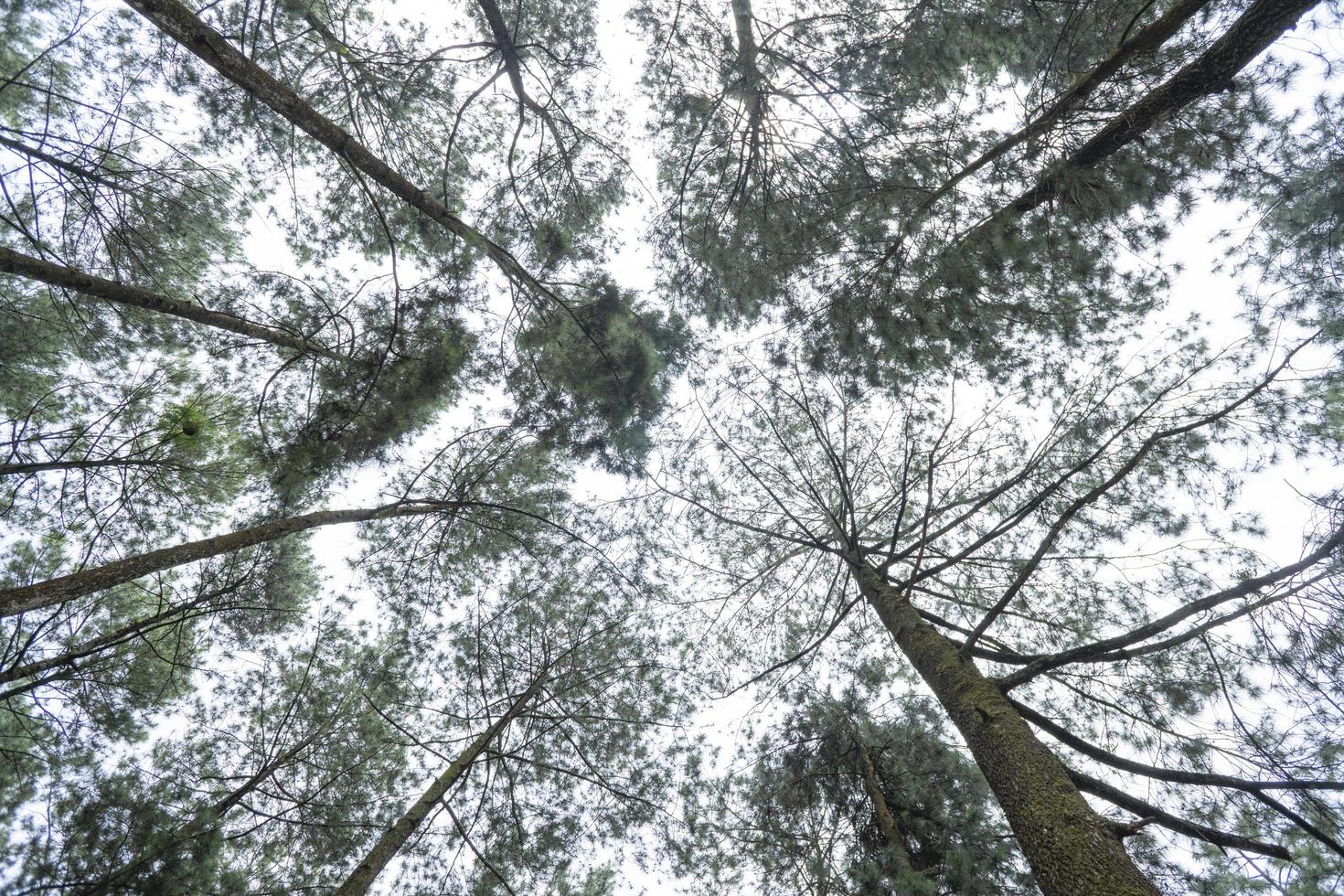 paysage scénique de pin forêt jardin sur le Haut Montagne lorsque pluvieux saison avec nuageux et bleu ciel. le photo est adapté à utilisation pour environnement arrière-plan, la nature affiche et la nature contenu médias.