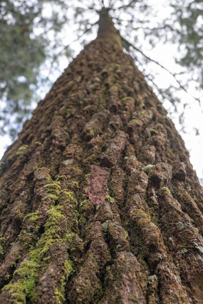 proche en haut photo surface texture de arbre tronc sur pin forêt café. le photo est adapté à utilisation pour botanique arrière-plan, la nature affiches et la nature contenu médias.