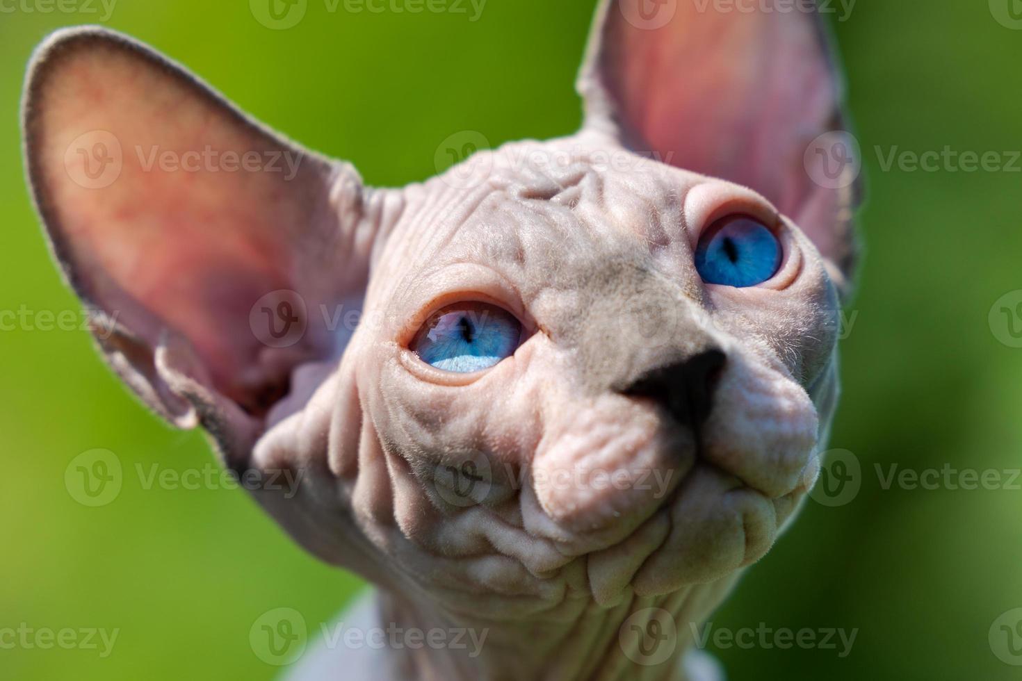 portrait de Jeune canadien sphynx chat avec bleu yeux à la recherche en haut sur Naturel flou vert Contexte photo
