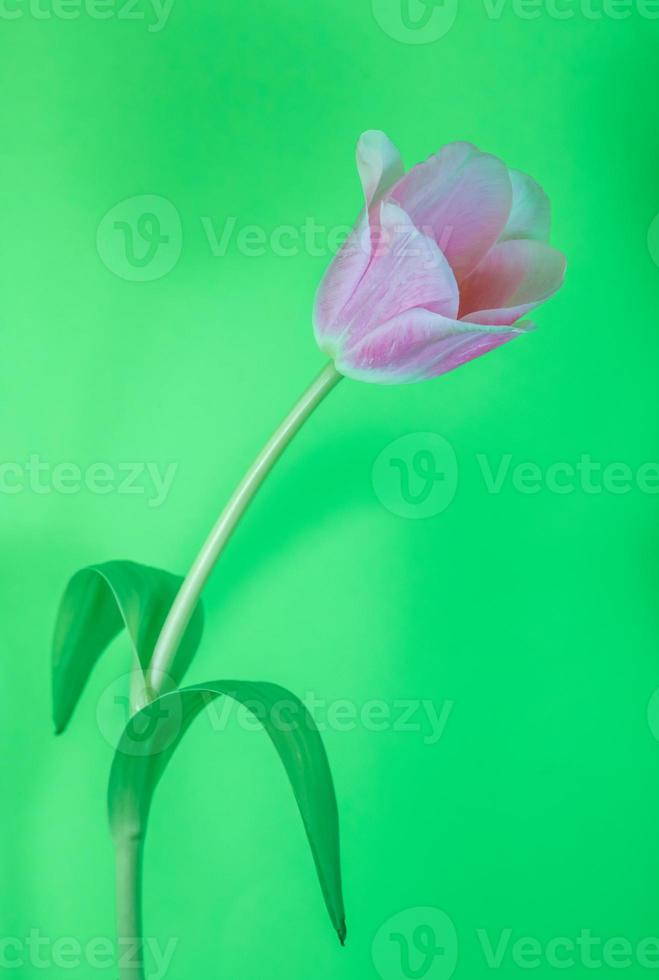 tulipe Floraison . doucement arc à le droite photo