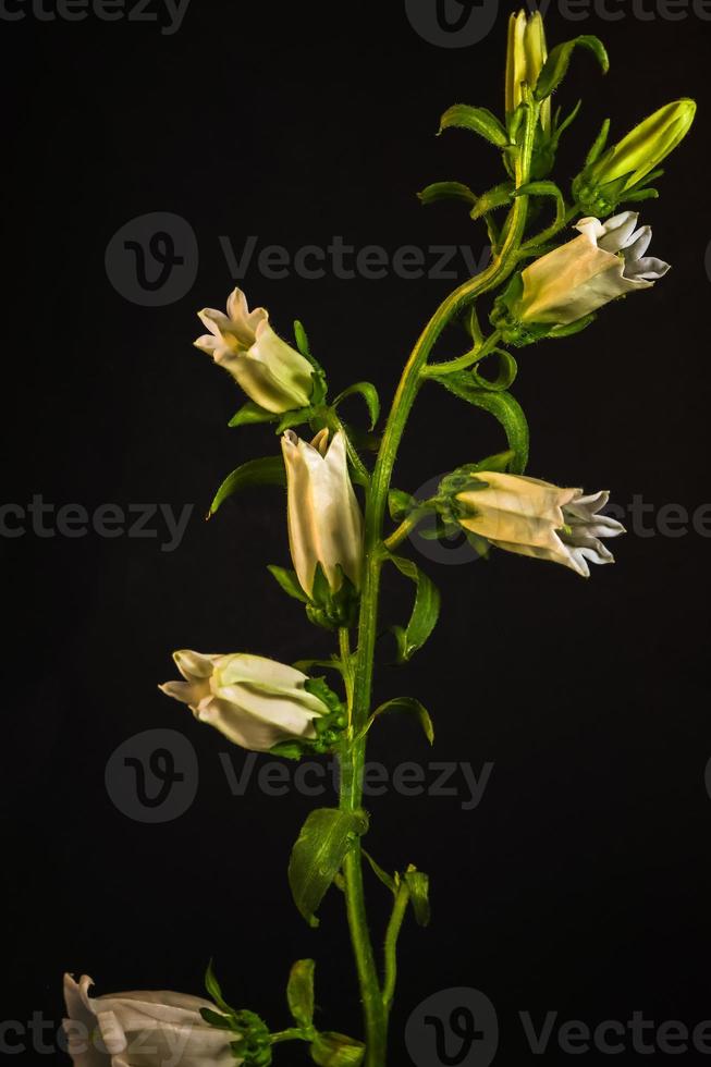 Canterbury cloches . plusieurs fleurit sur une Célibataire tige . noir Contexte photo