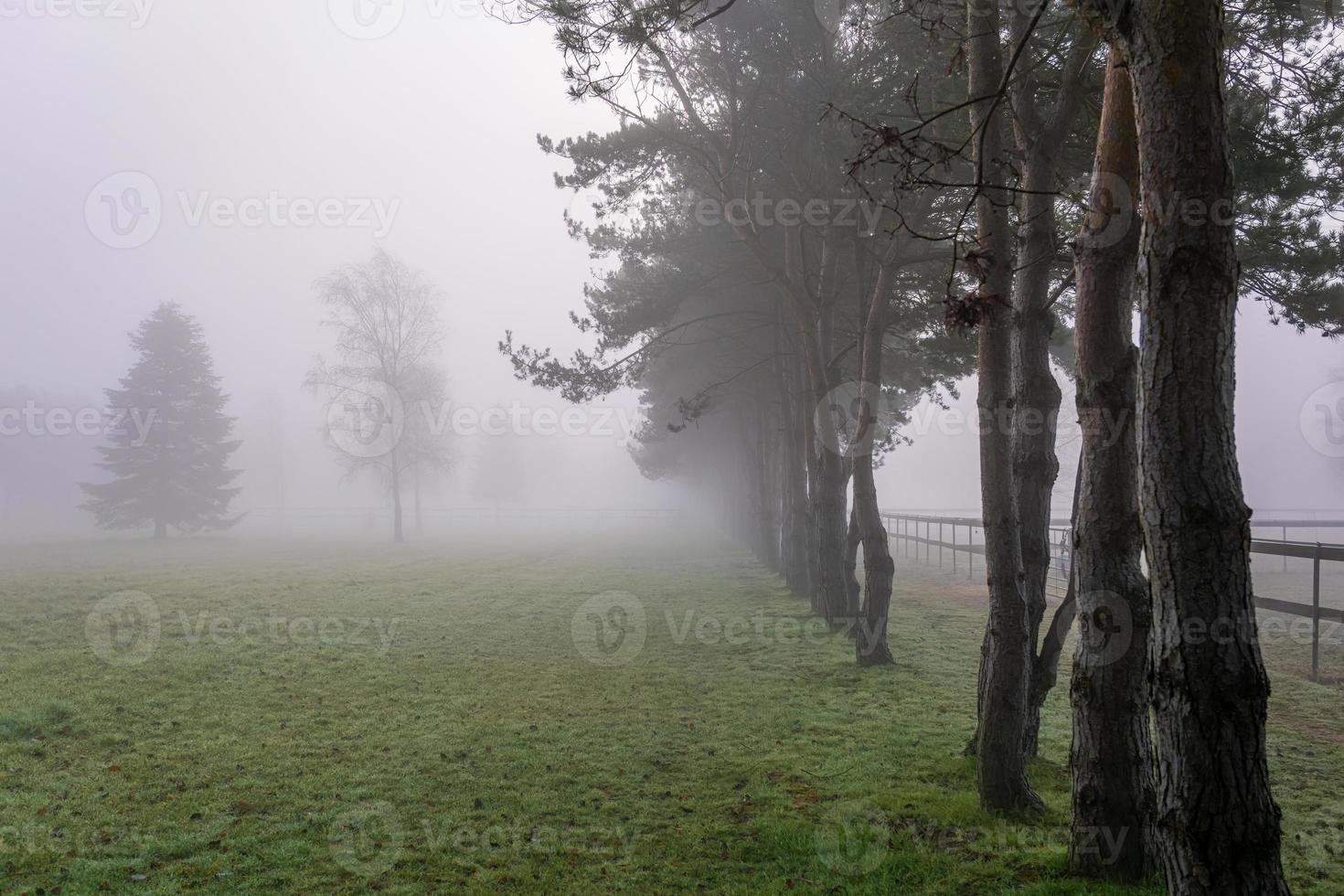 arboré paddocks sur une brumeux Matin photo