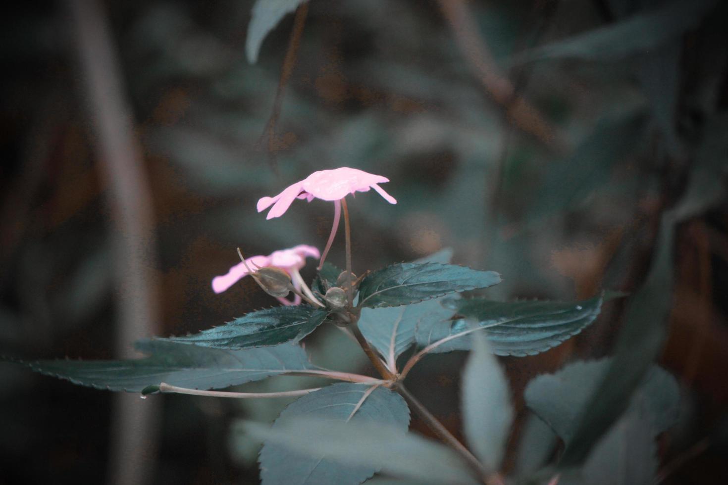 photo de violet fleurs pendant le journée