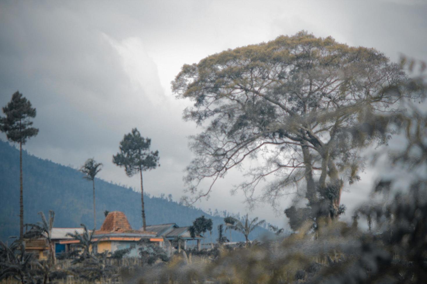 photo de vert des arbres sur le pistes de le collines pendant le journée