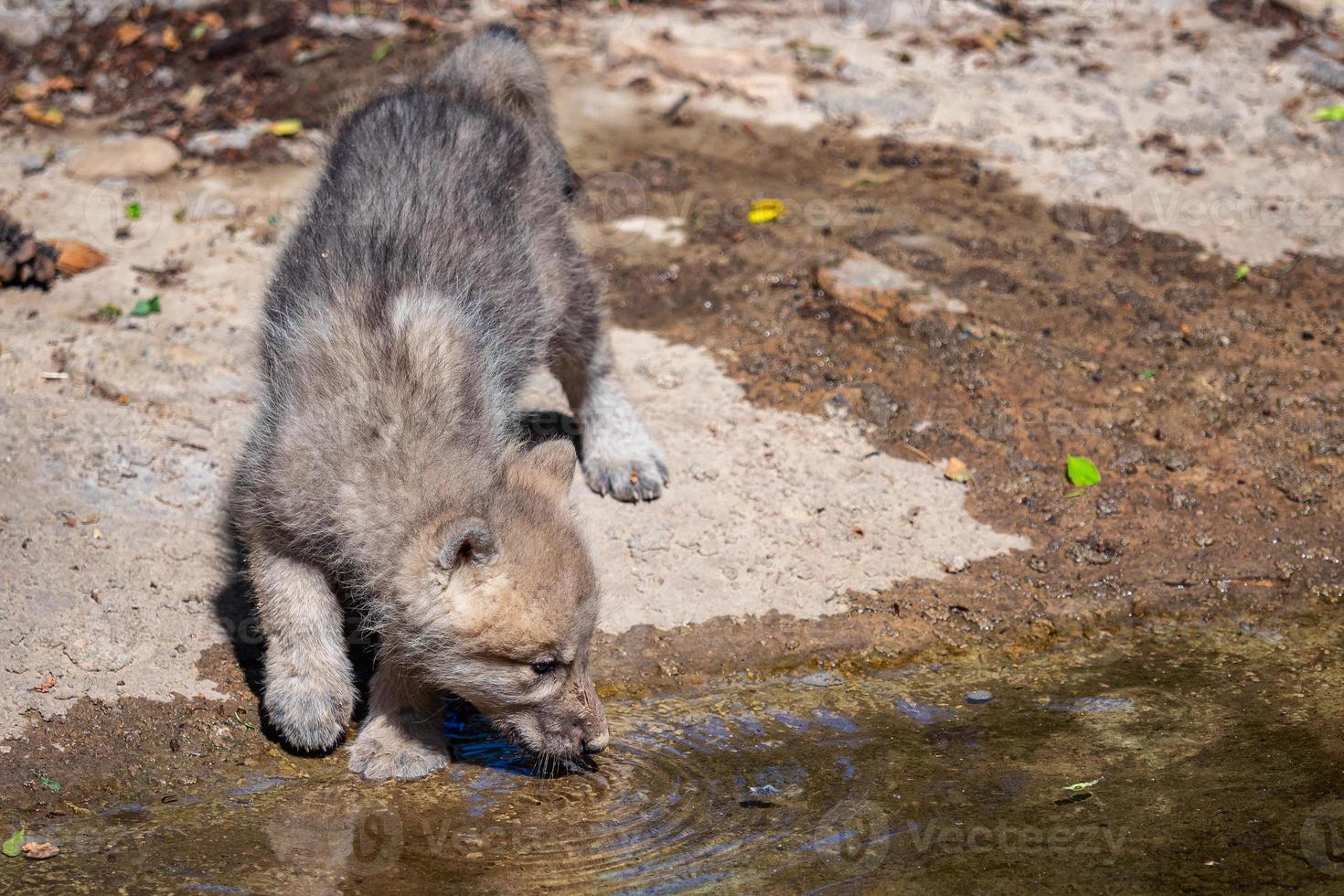 Arctique Loup lionceau en buvant eau, canis lupus arctos photo