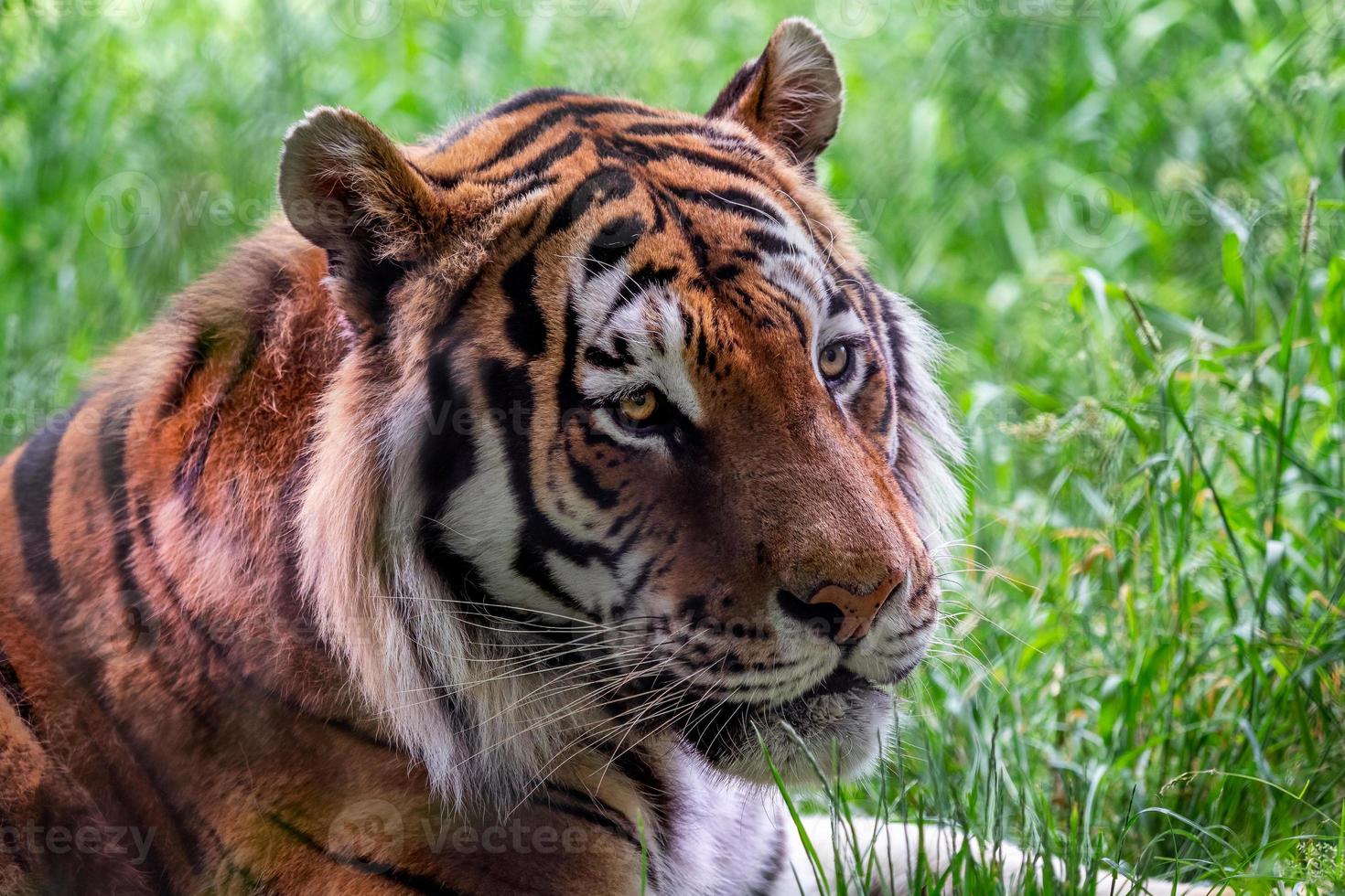 de face vue de sibérien tigre mensonge dans le herbe. panthera Tigre altaica photo