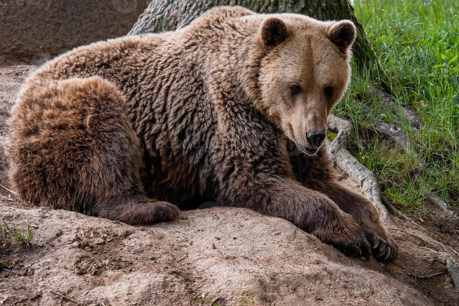 marron ours Ursus arctos photo