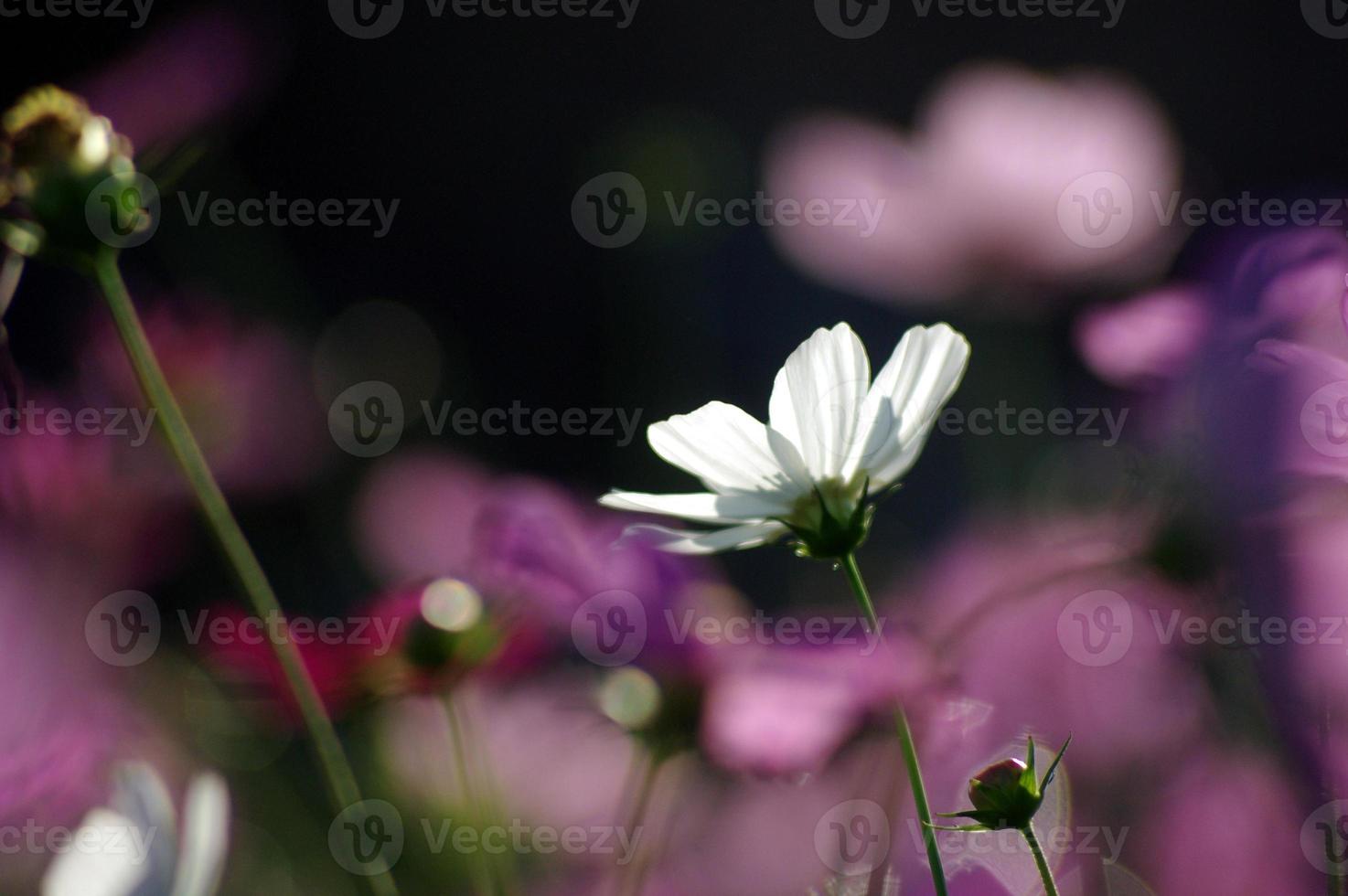 blanc cosmos fleurs dans le Matin Soleil photo