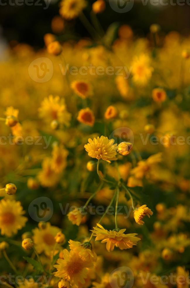 Jaune cosmos fleurs dans le soir lumière photo